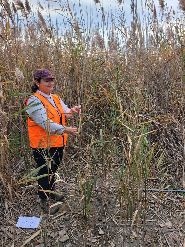A researcher in a Phragmites stand wearing an orange vest