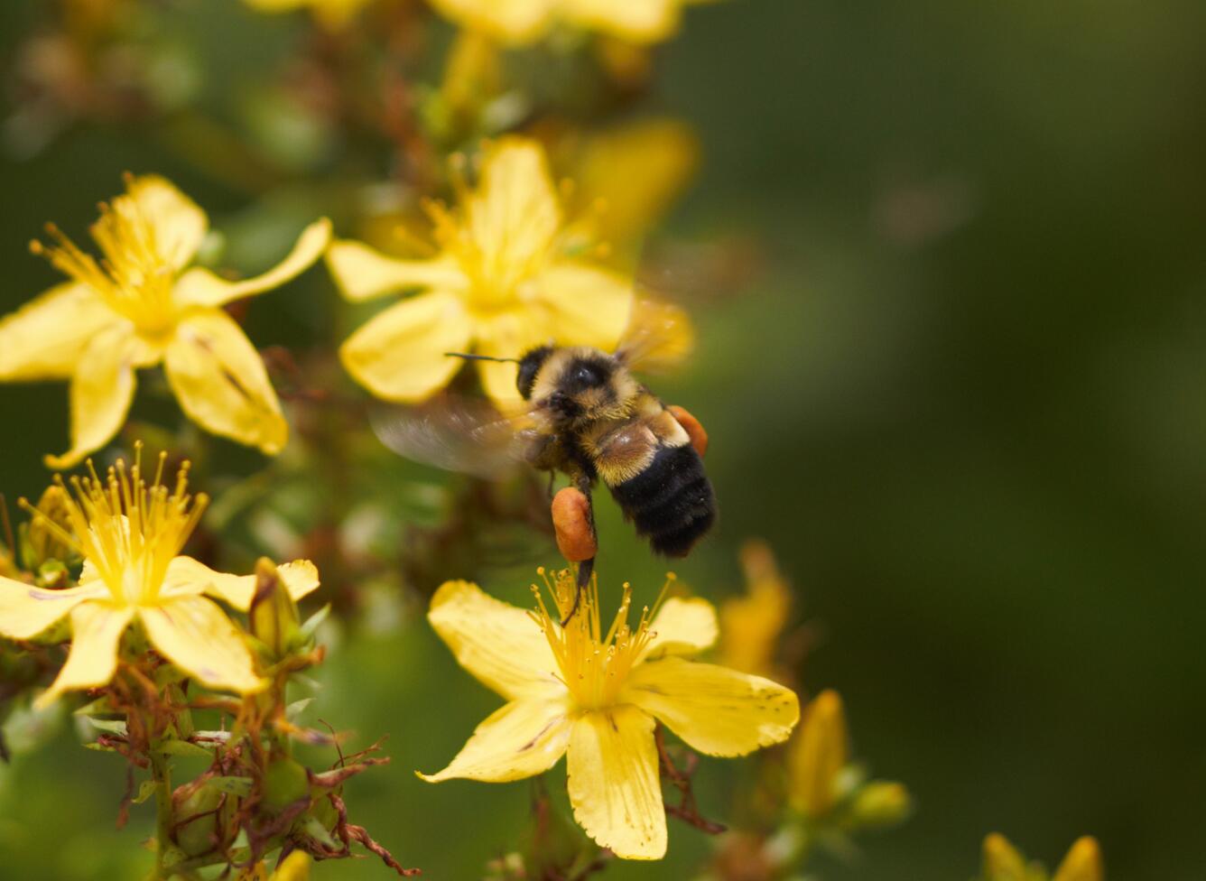 Closeup of a bumble bee with pollen sacks near yellow flowers