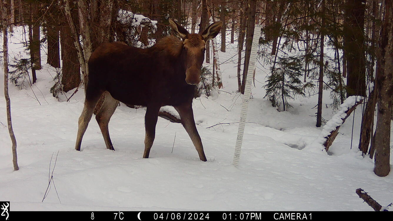 Moose sighting on a trail camera