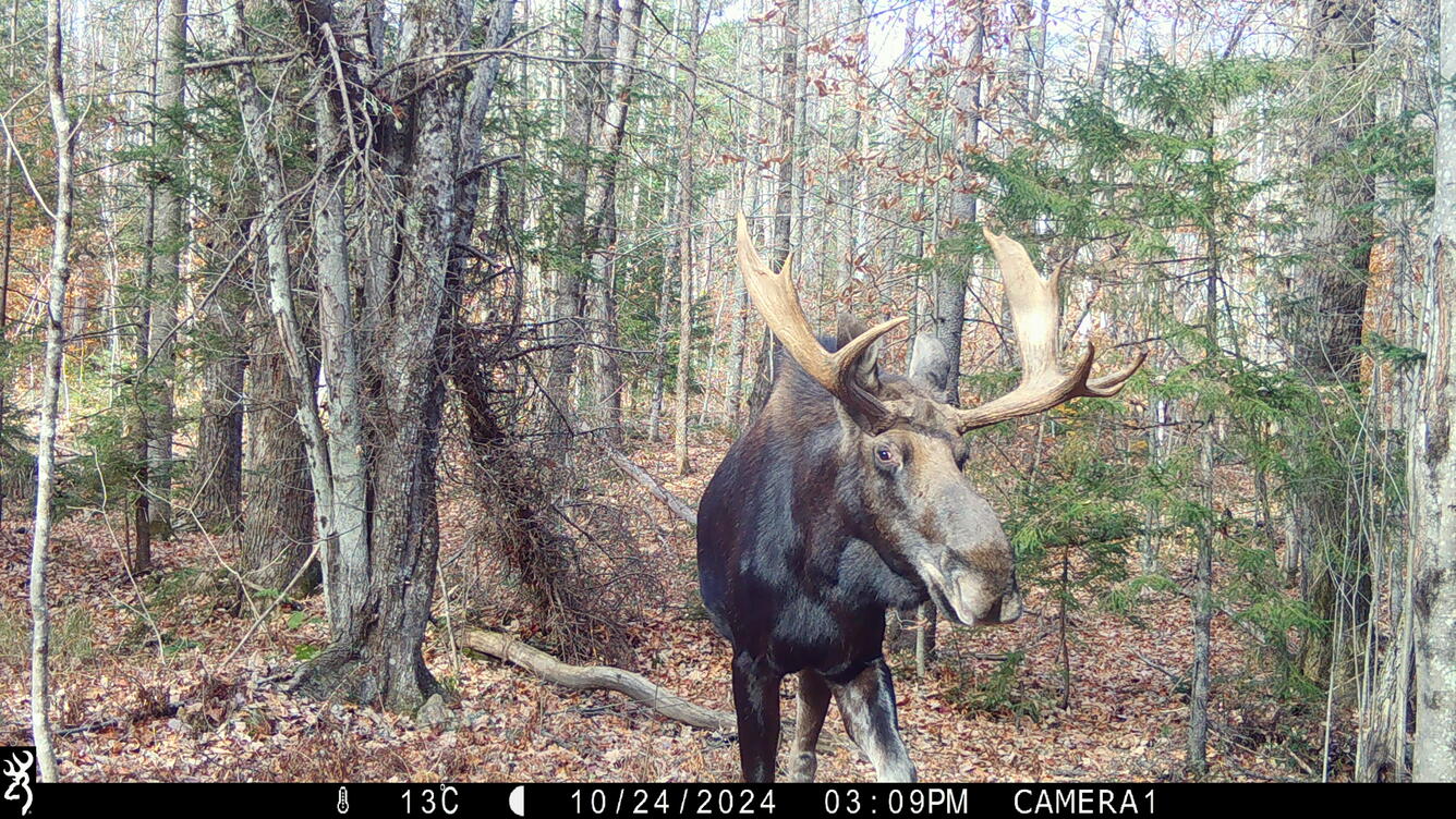 A moose is caught on camera by a trail cam deep in the forest