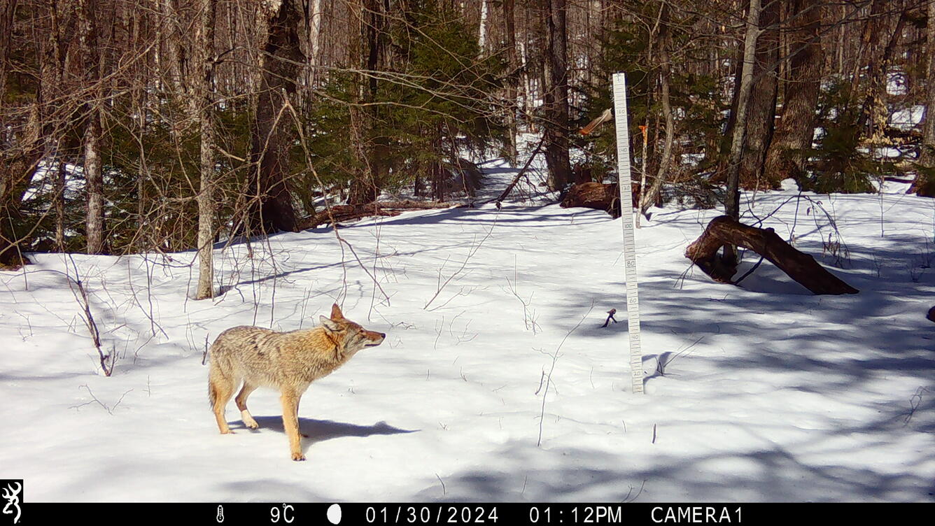 A trail camera records a coyote in the snow-covered woods