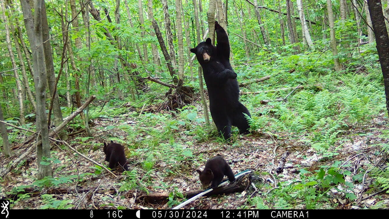 A trail camera records a bear standing in the woods with two cubs