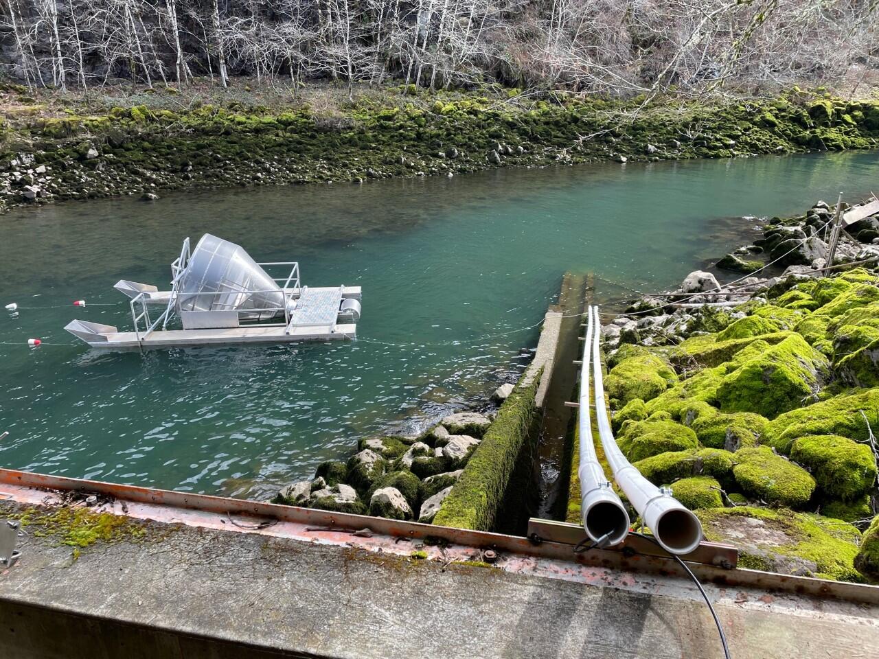 Two PVC pipes go into the Santiam River below Green Peter Dam.