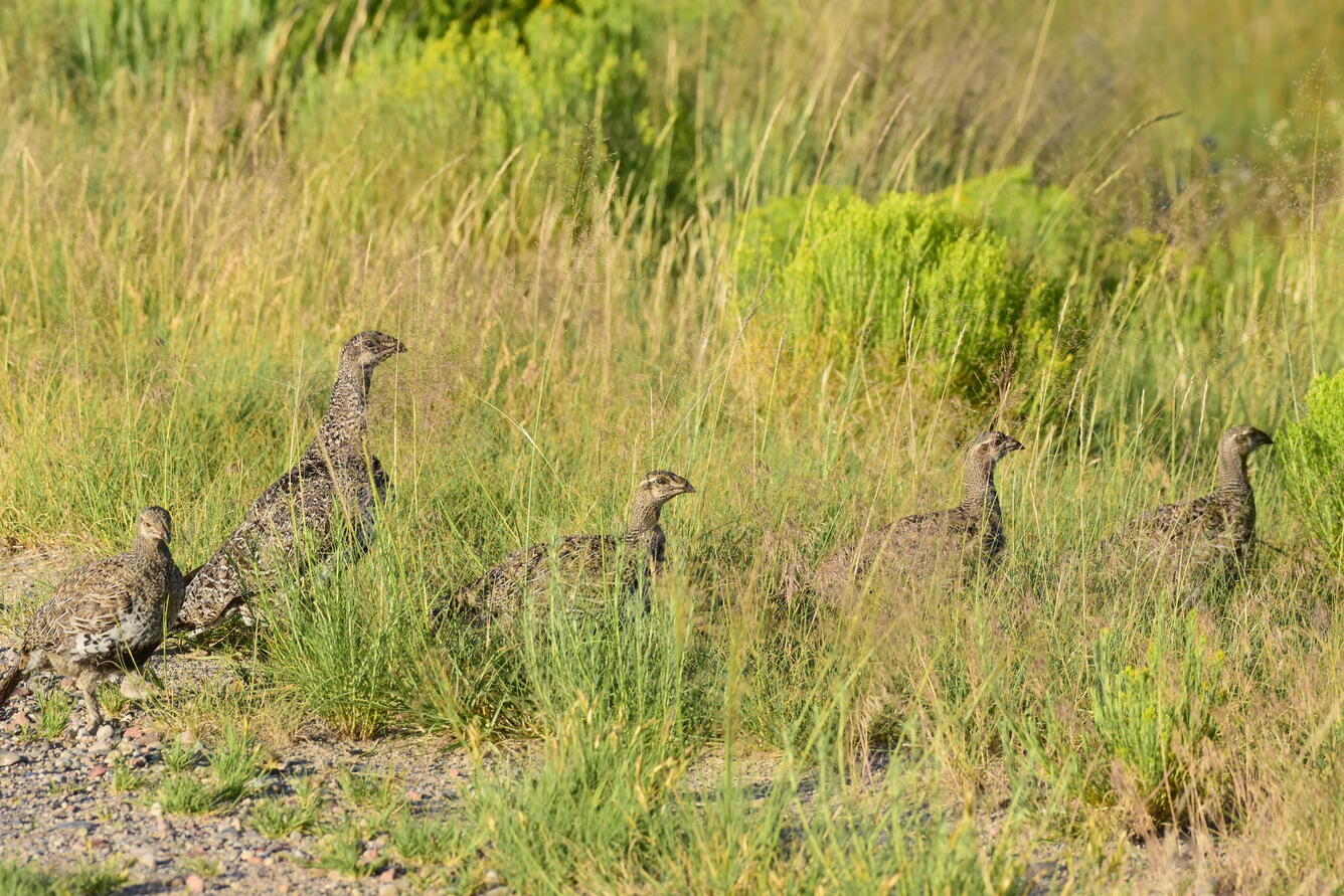 five greater sage-grouse walking through grass