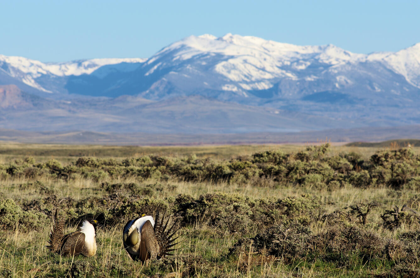 two greater sage-grouse face each other in the middle of sagebrush landscape, snow-capped mountains in the background
