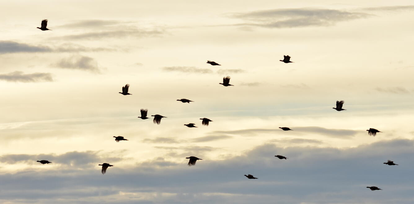 a flock of greater sage-grouse flying