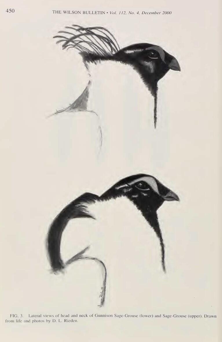 sketches of two birds in an old journal article. one bird has high plumage the other has drooping plumage.