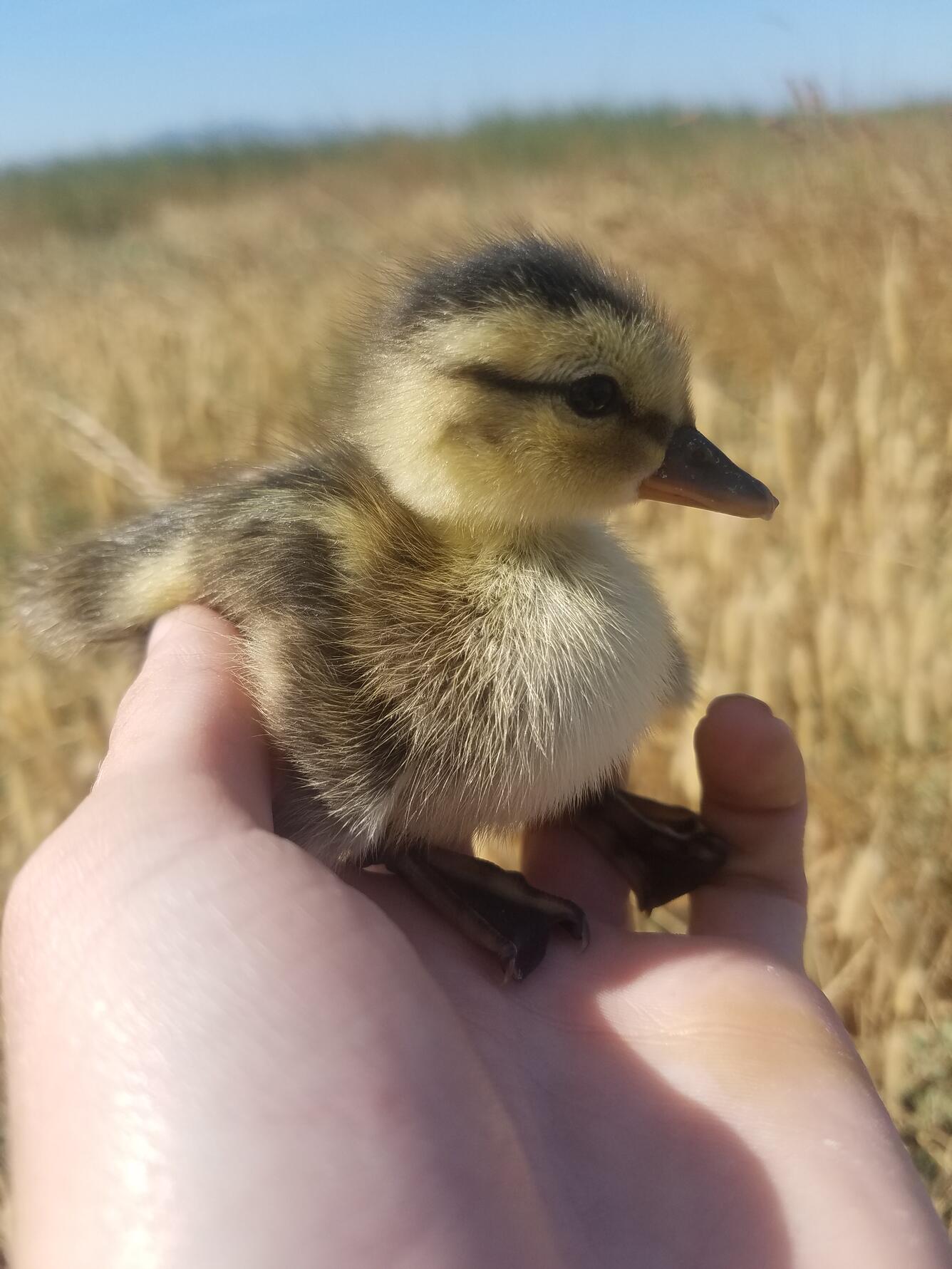 Recently hatched Gadwall duckling