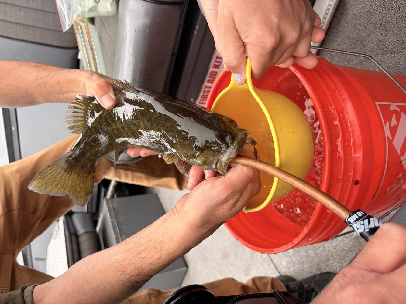 scientist collects diet sample from fish, held over a bucket, a tube is inserted into the fish mouth