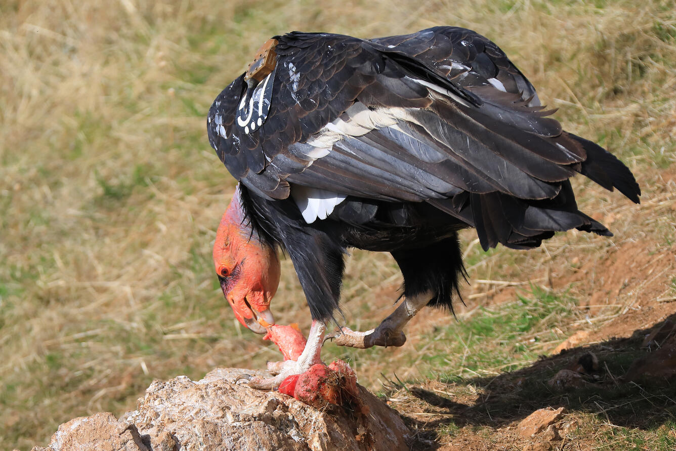 a photo of a California condor feeding on a wild pig carcass
