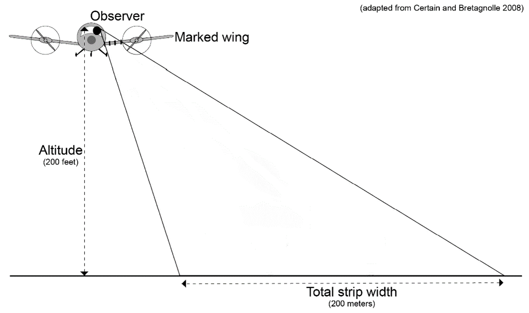 Illustration of plane, observer and survey area