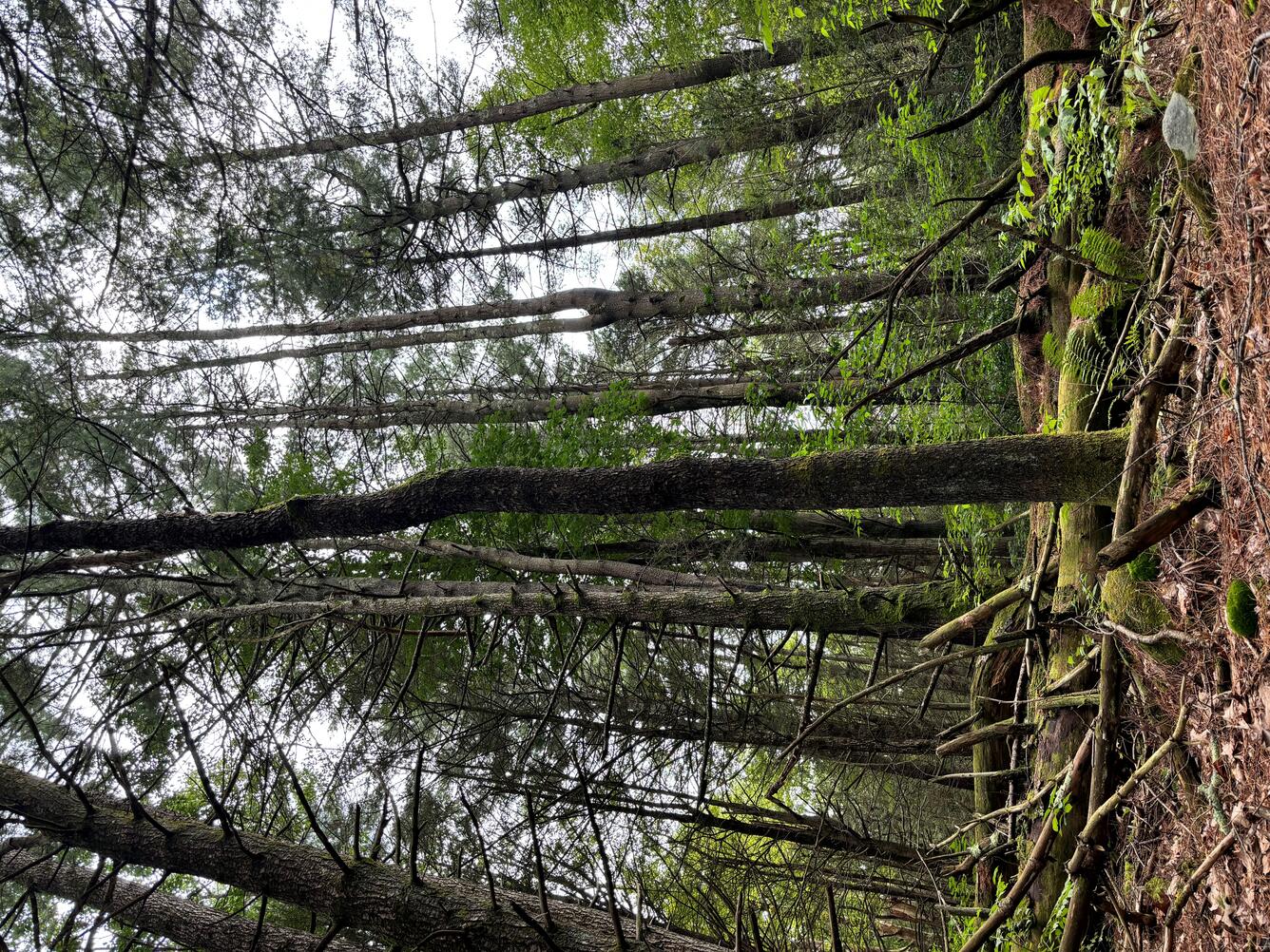 An image of tall trees in a forest.