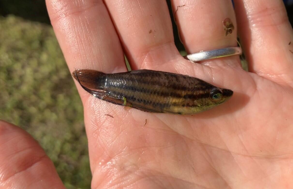 A hand with a silver ring on it holds a small fish with dark lines