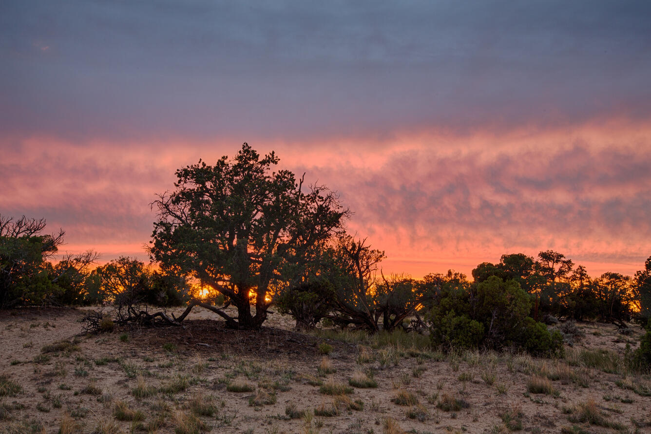 Photo of trees and ground in front of a sunset.