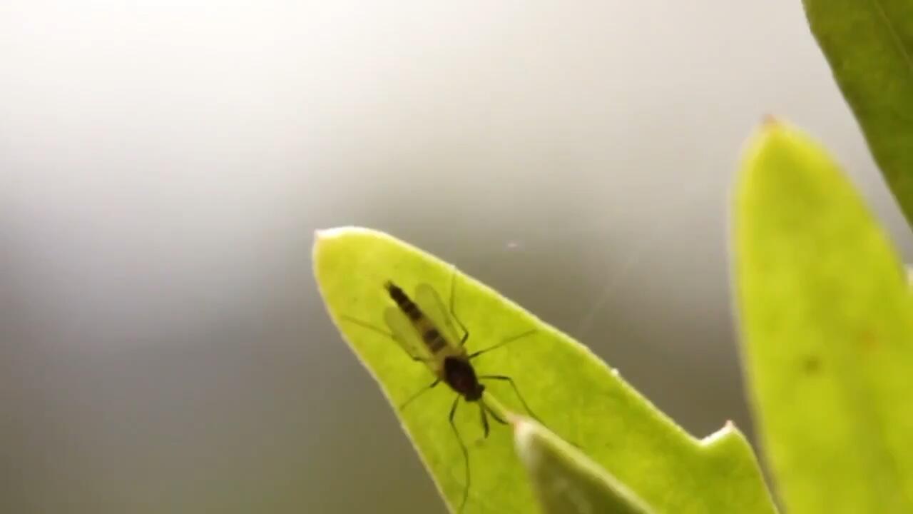 Insect on a leaf
