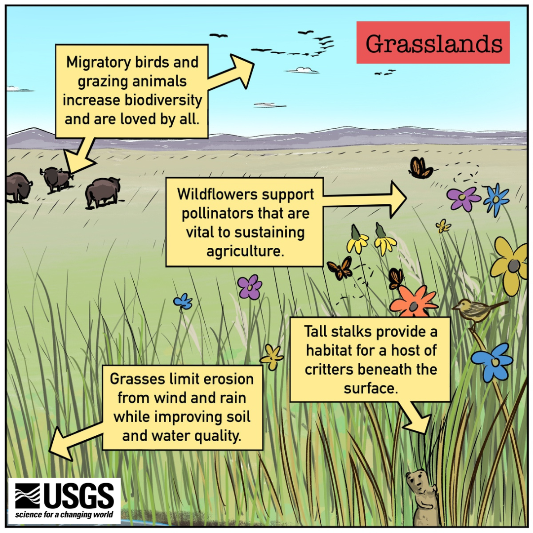 An illustration of a grassland showing grazing bison, feeding butterflies, perching grassland birds, and bright flowers.