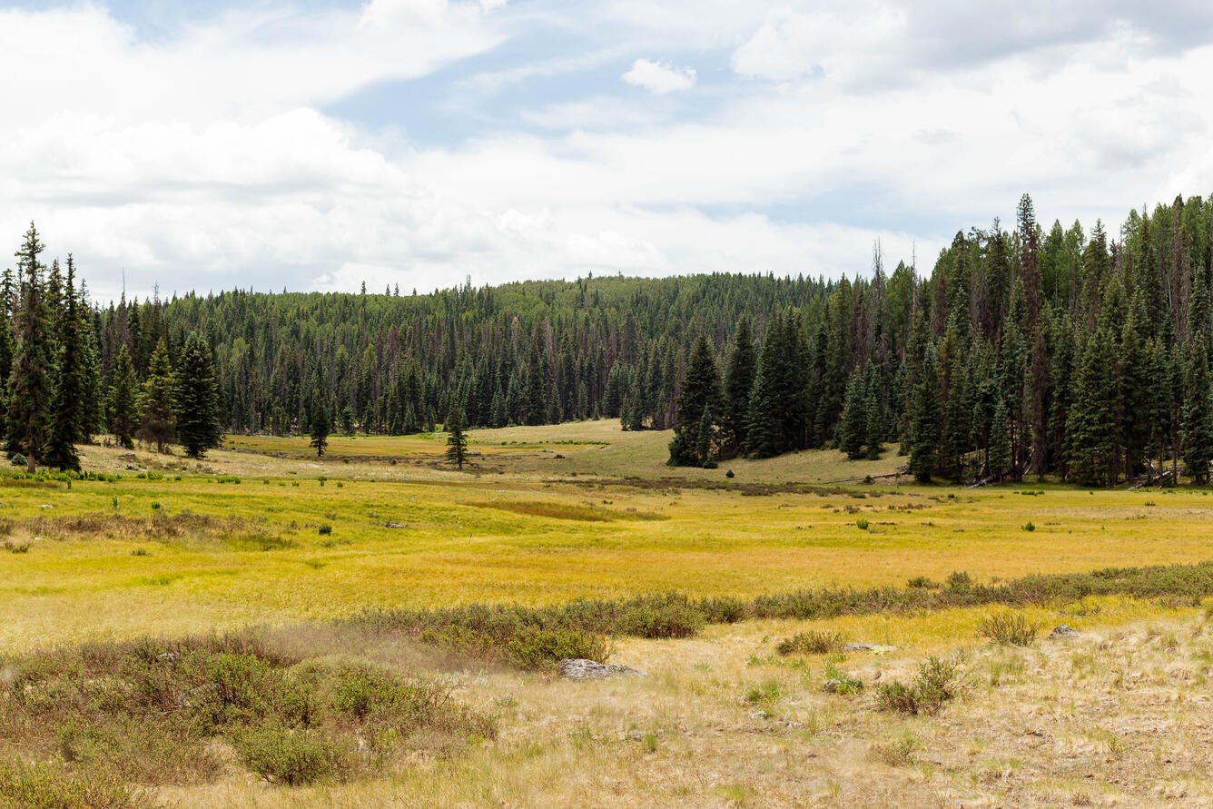 A grassy valley on Mt. Baldy, AZ