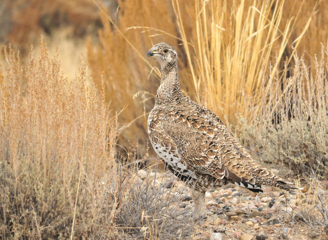 photo of female Greater sage-grouse in front of brown grasses