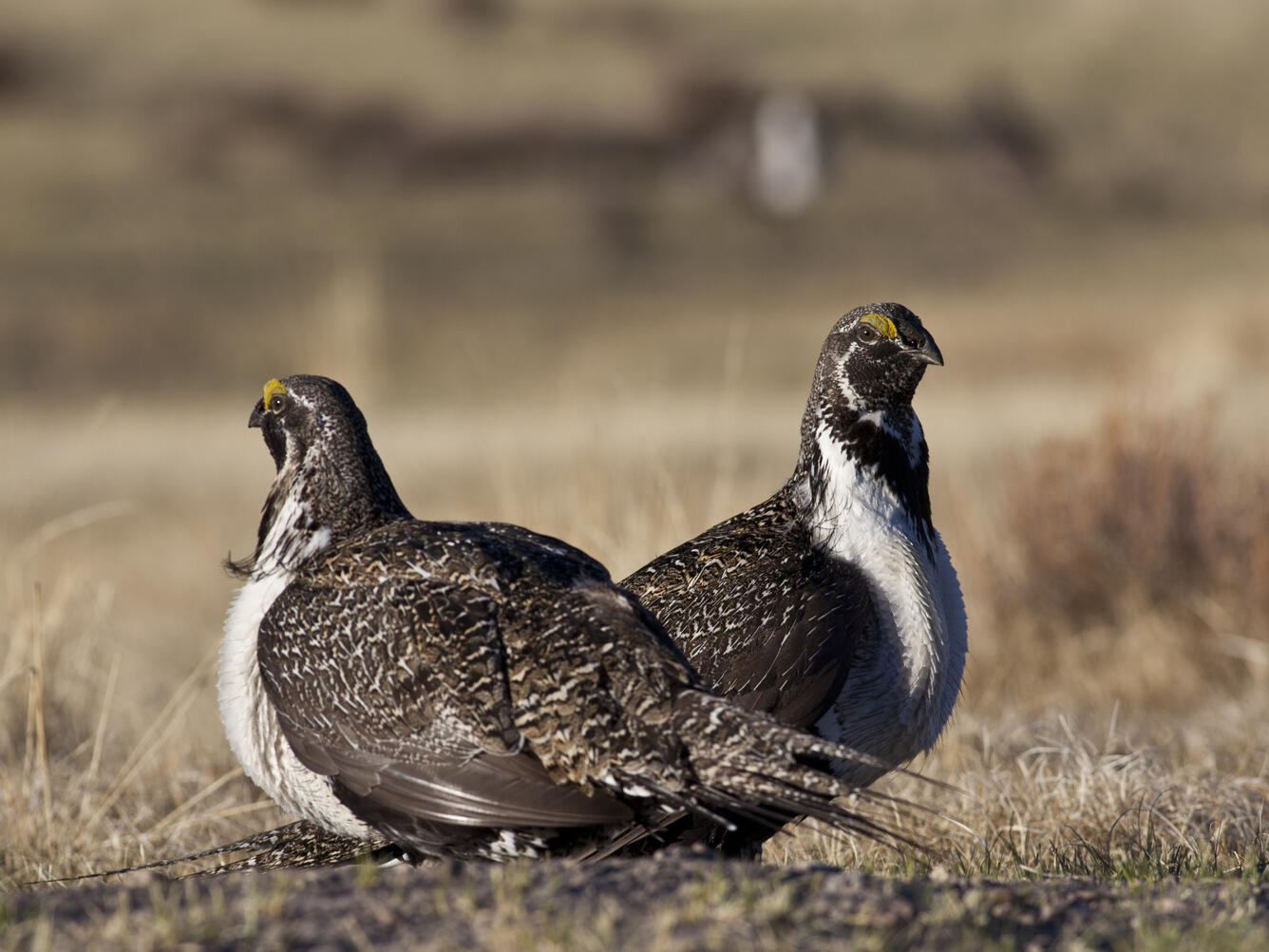 photo of two male greater sage-grouse