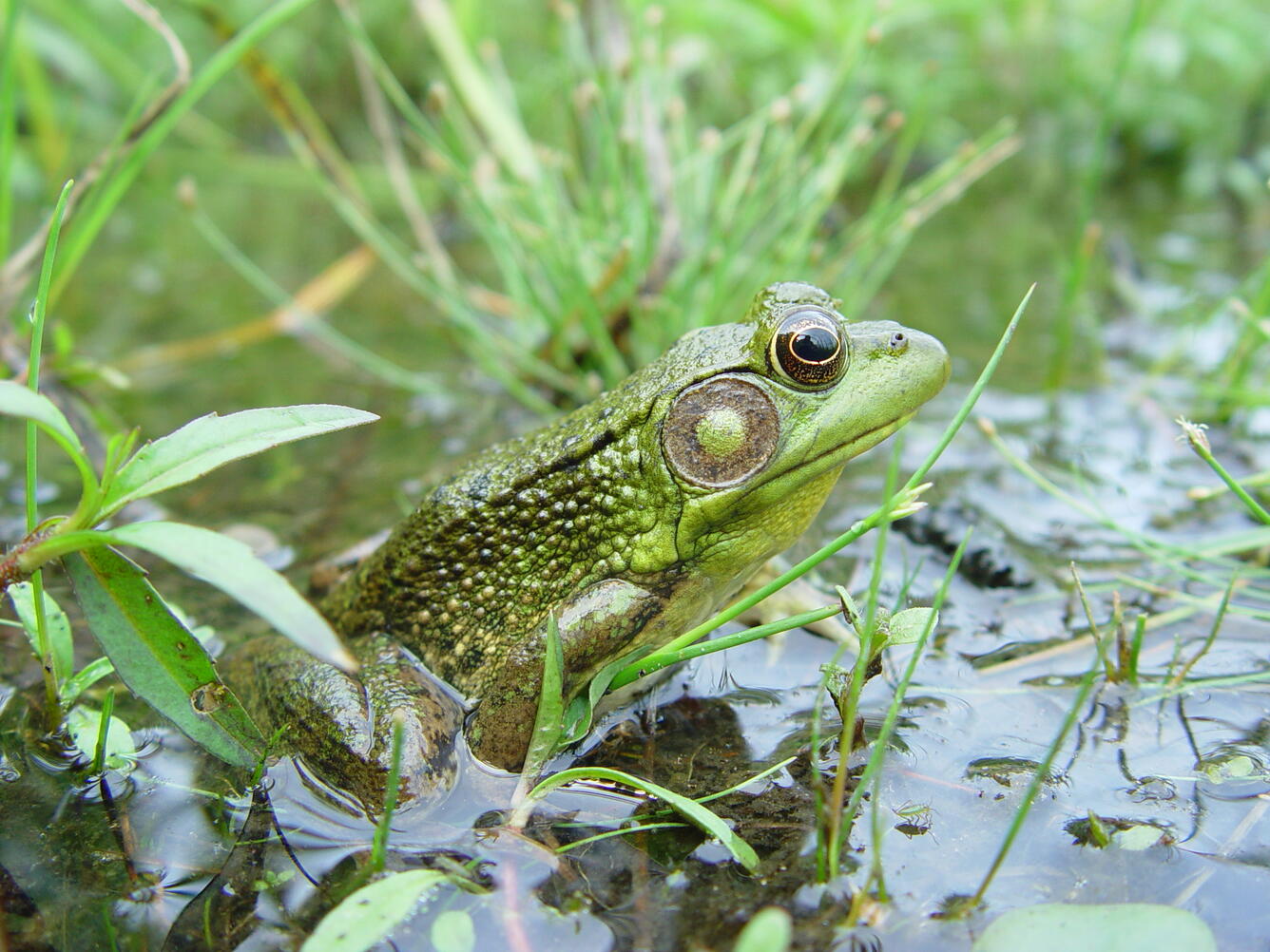 A large green frog blends in well in a grassy, wet area