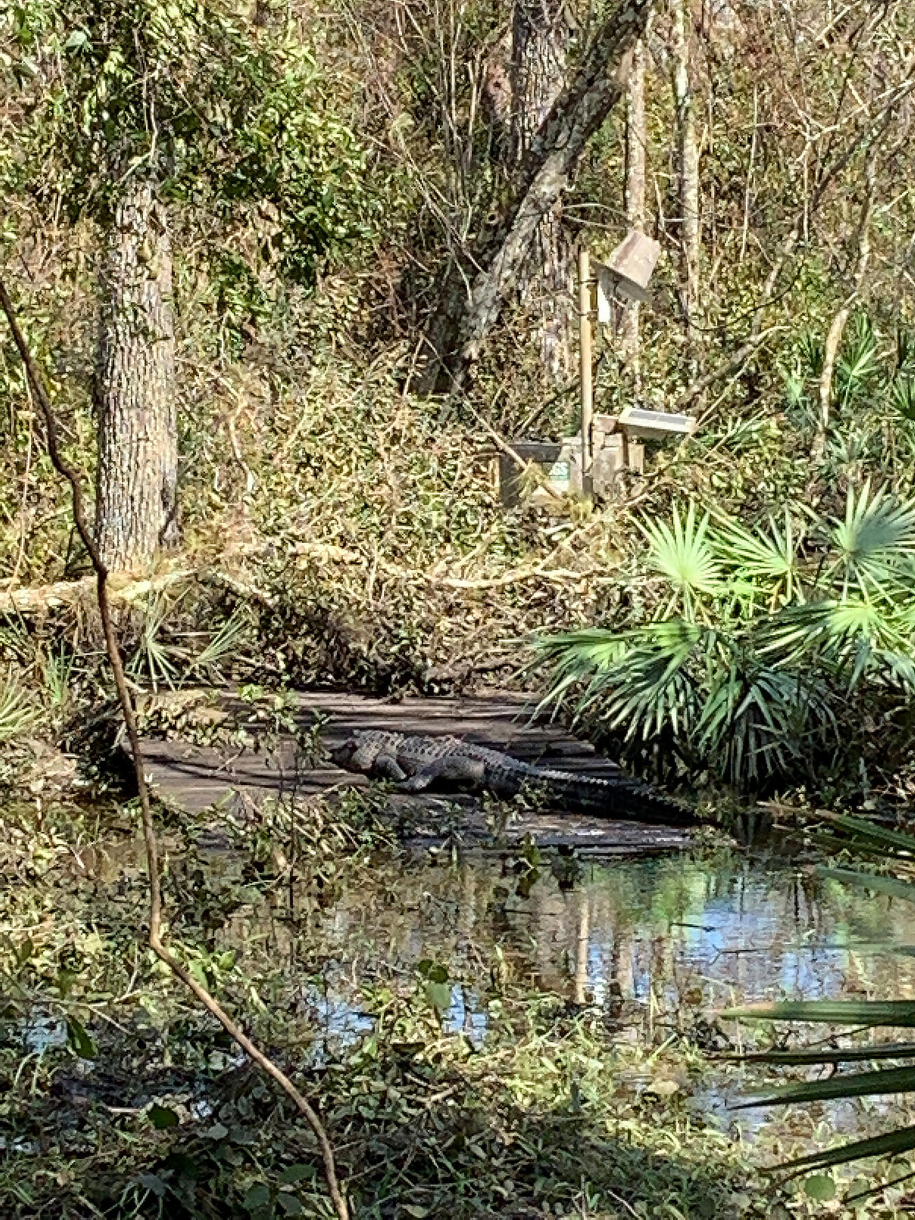 An alligator suns itself on a hurricane-flattened streamgage dock with remaining equipment visible in the background