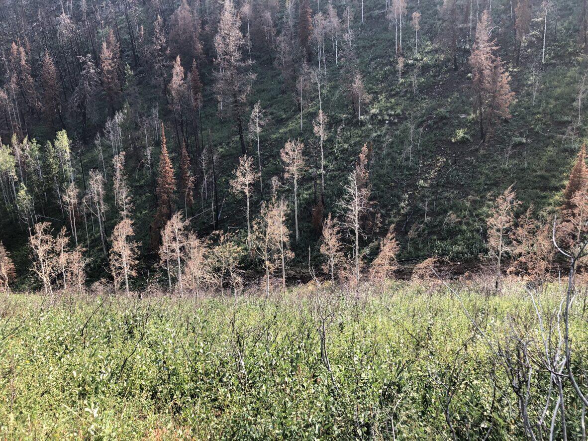Hillslope covered with grasses and tree