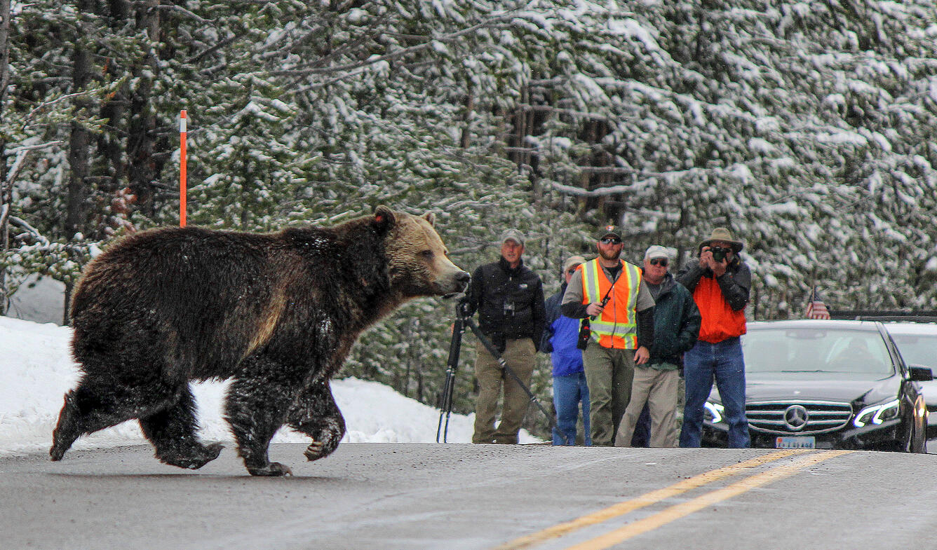 A grizzly bear crosses a road on a snowy day, a few people stand outside of cars photographing the bear from a distance