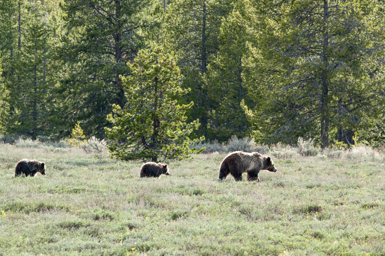 a grizzly bear and her two cubs walk through green shrubs, trees in the background