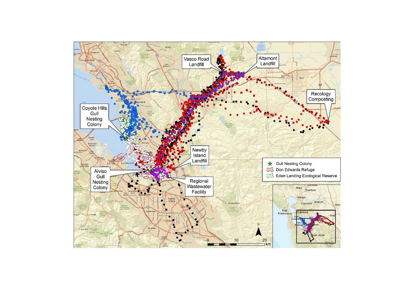 WERC Gull Abatement Map