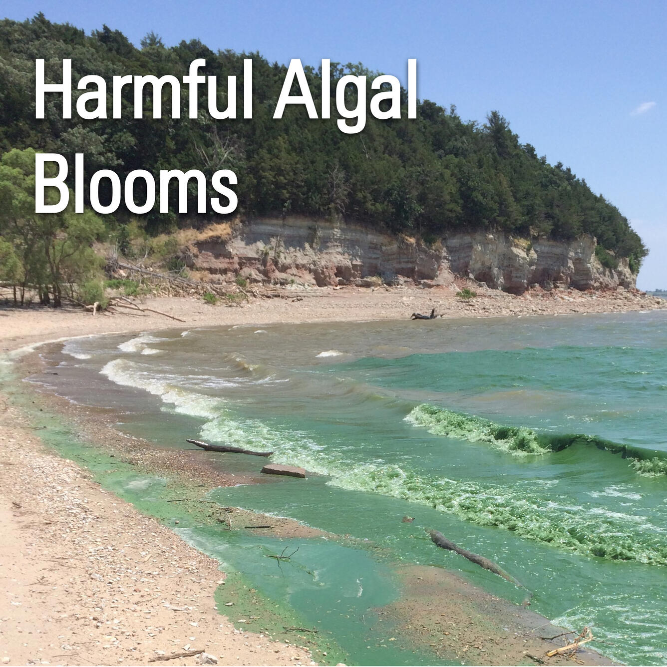 title card harmful algal blooms