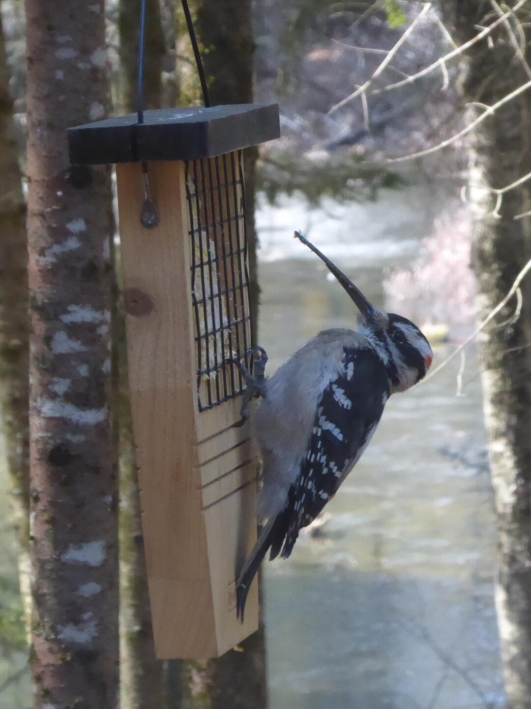 Black and white bird with white spots on the wings and an elongated beak feeding at a bird feeder.