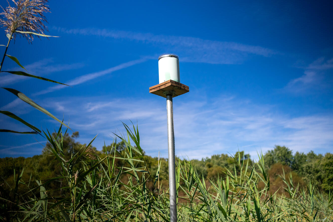 A precipitation gage amid tall grass and a blue sky. The precipitation gage is a cylinder resting upon a platform raised in the air with a metal pole.