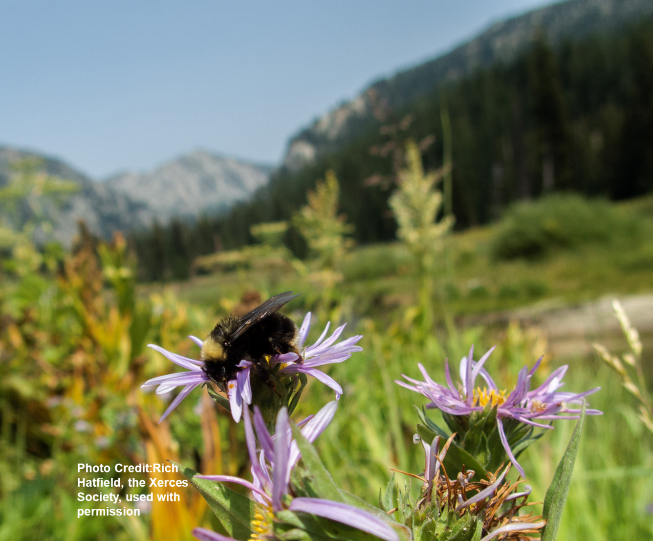 Western bumble bee on aster flower