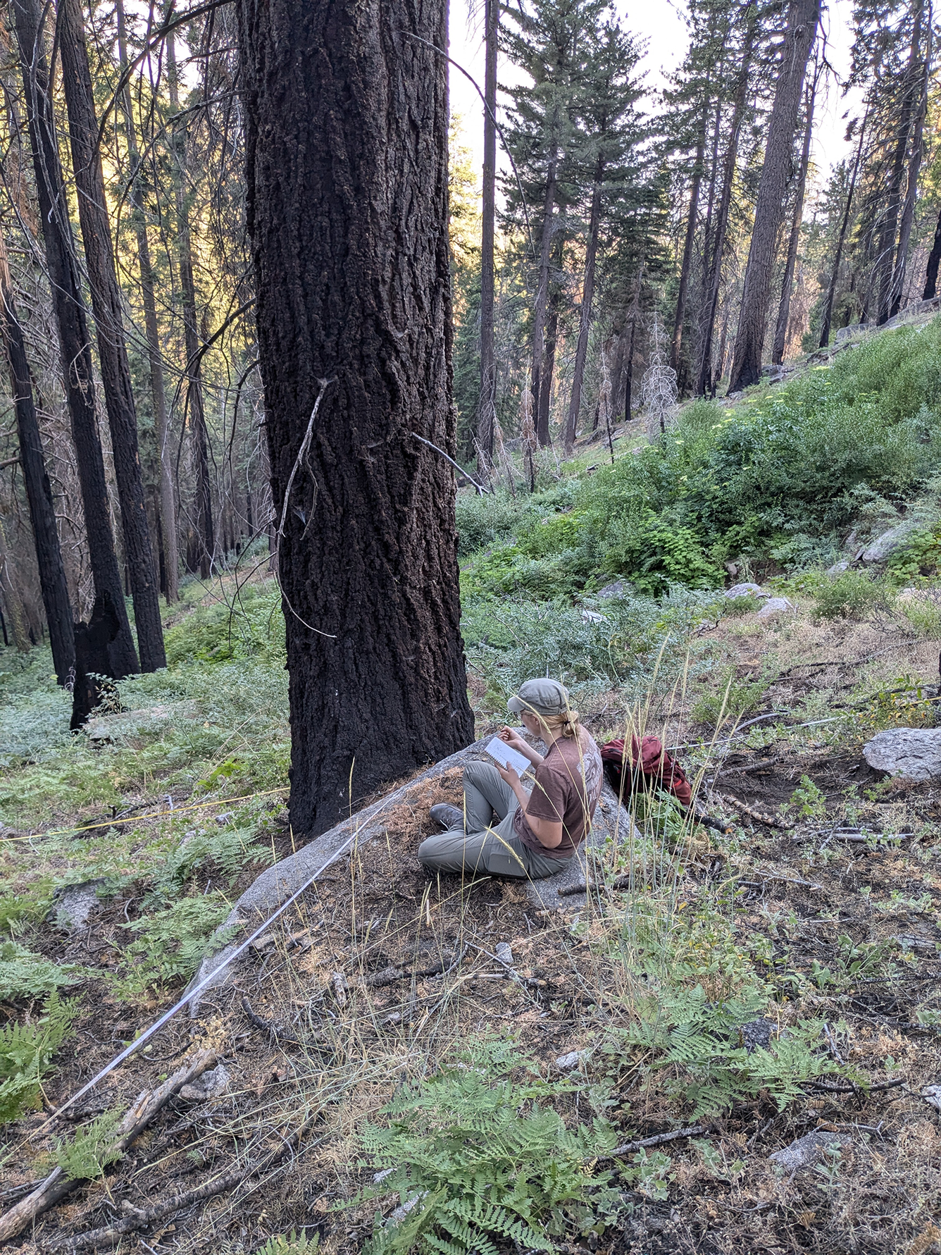A woman takes notes in front of a sequoia