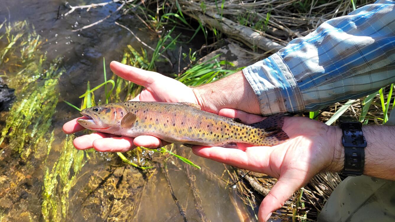 cutthroat trout being held up above a stream by a biologist