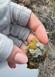 a hand with fingerless glove holds a small piece of biocrust