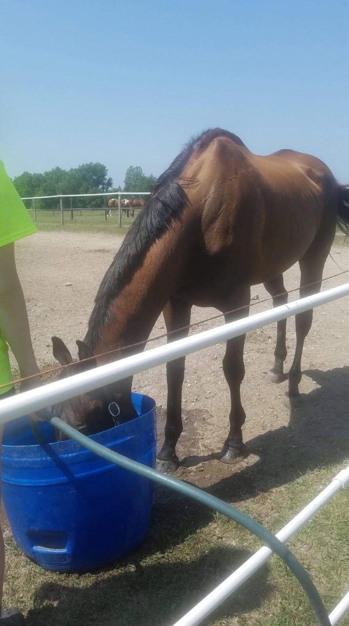 A brown horse and a blue bucket with horses in the background.