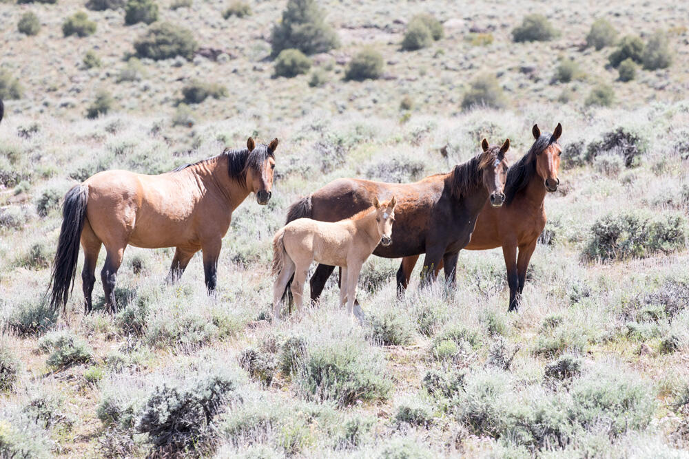 four horses standing in sagebrush looking at camera