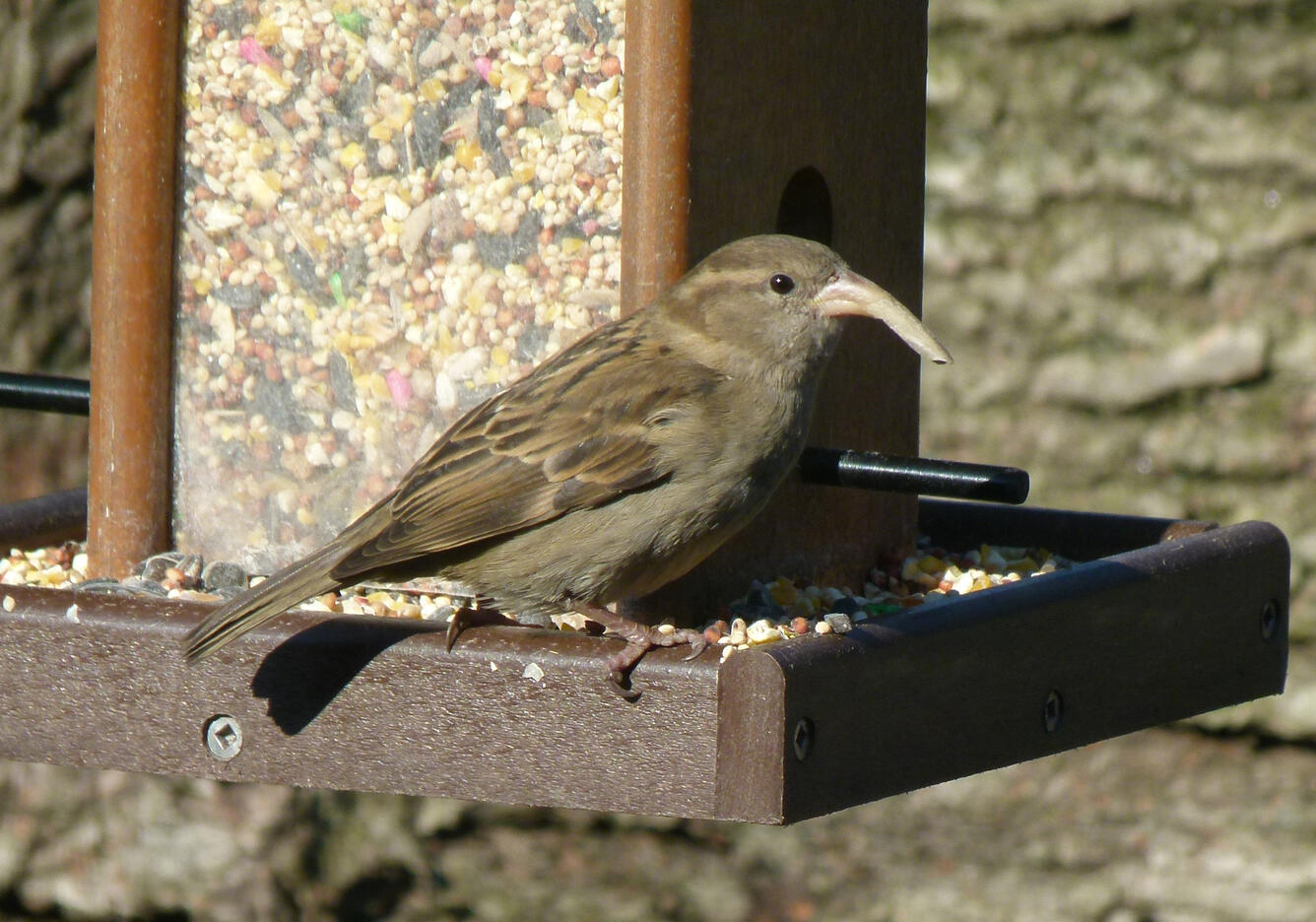 Buffy-brown bird with buff, black, and brown stripes on its back and an elongated beak perched at a bird feeder.
