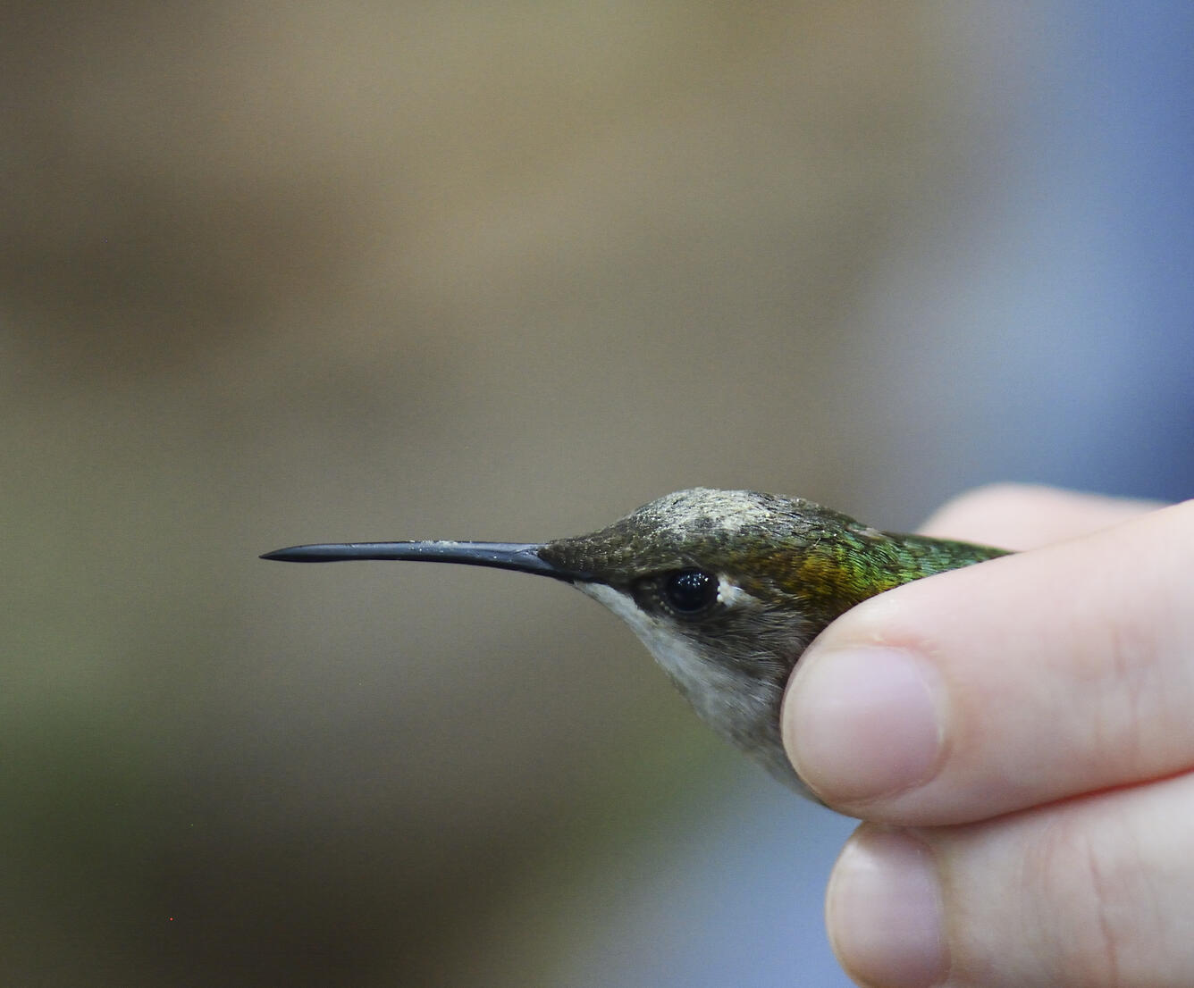 A small bird with a long bill and iridescent green feathers held between two fingers
