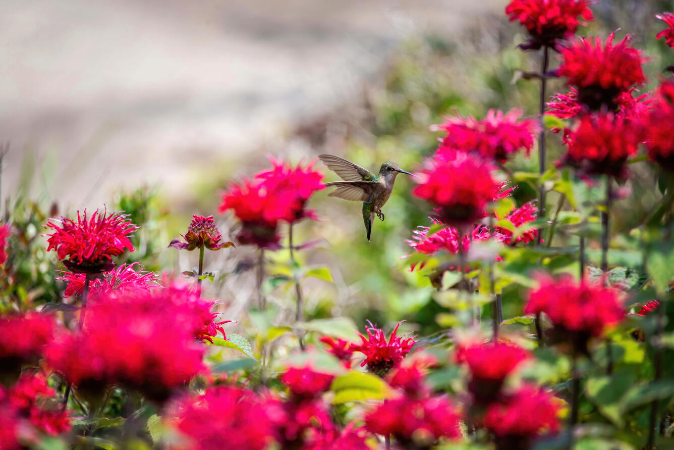 A tiny green and white hummingbird with outstretched wing dips its beak into a bright pink flower looking for nectar.
