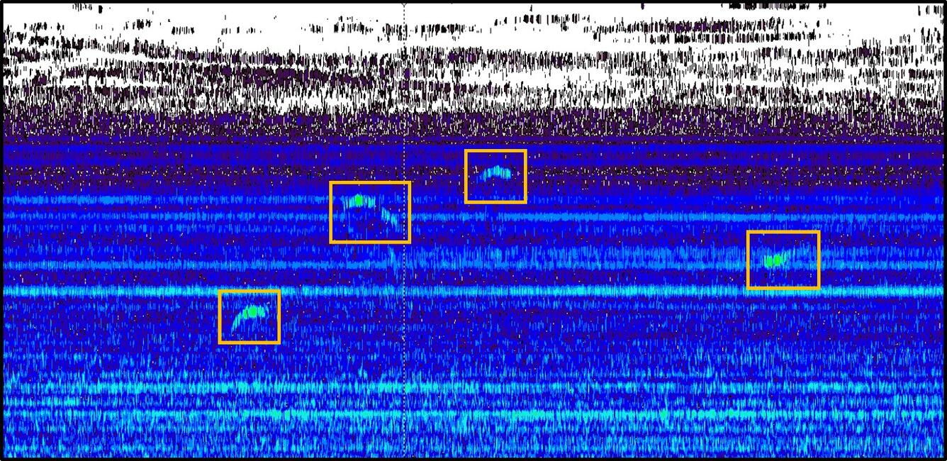 Figure 3. A split-beam target strength echogram showing Grass Carp (from individual free-swimming fish hydroacoustic database).