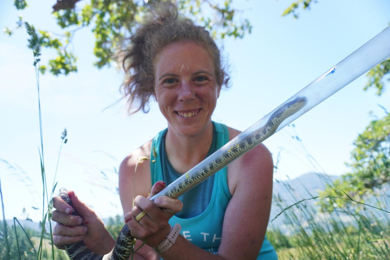 Researcher holding a northern Pacific rattlesnake in a tube. 