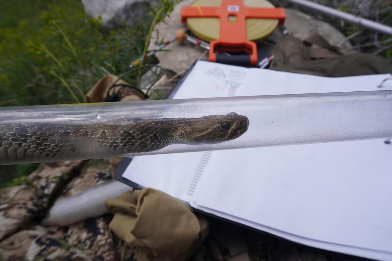 A northern pacific rattlesnake in a retraining tube during research capture