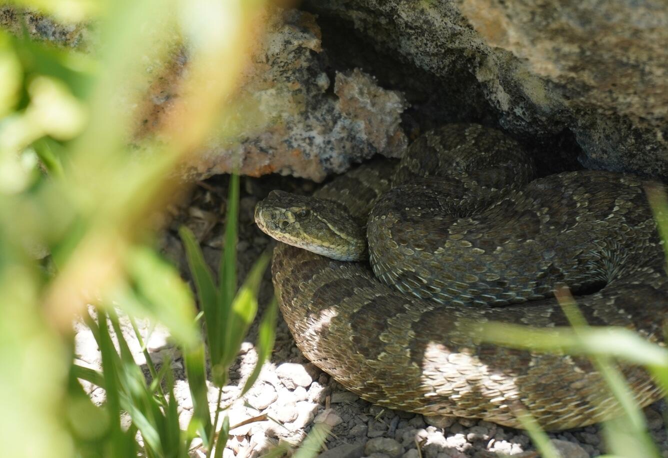 Prairie rattlesnake curled under a rock
