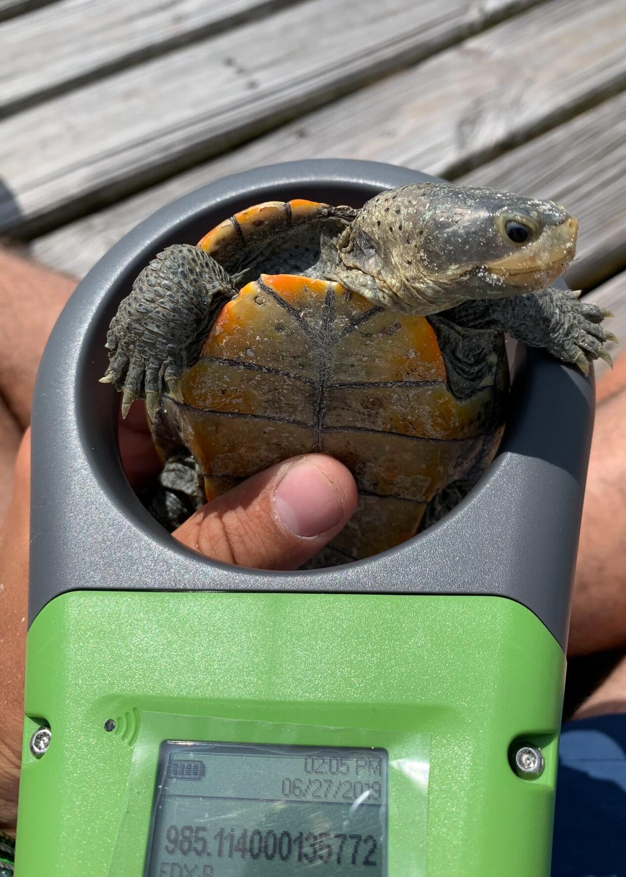 A diamondback terrapin is held up into a green and gray tag reader.