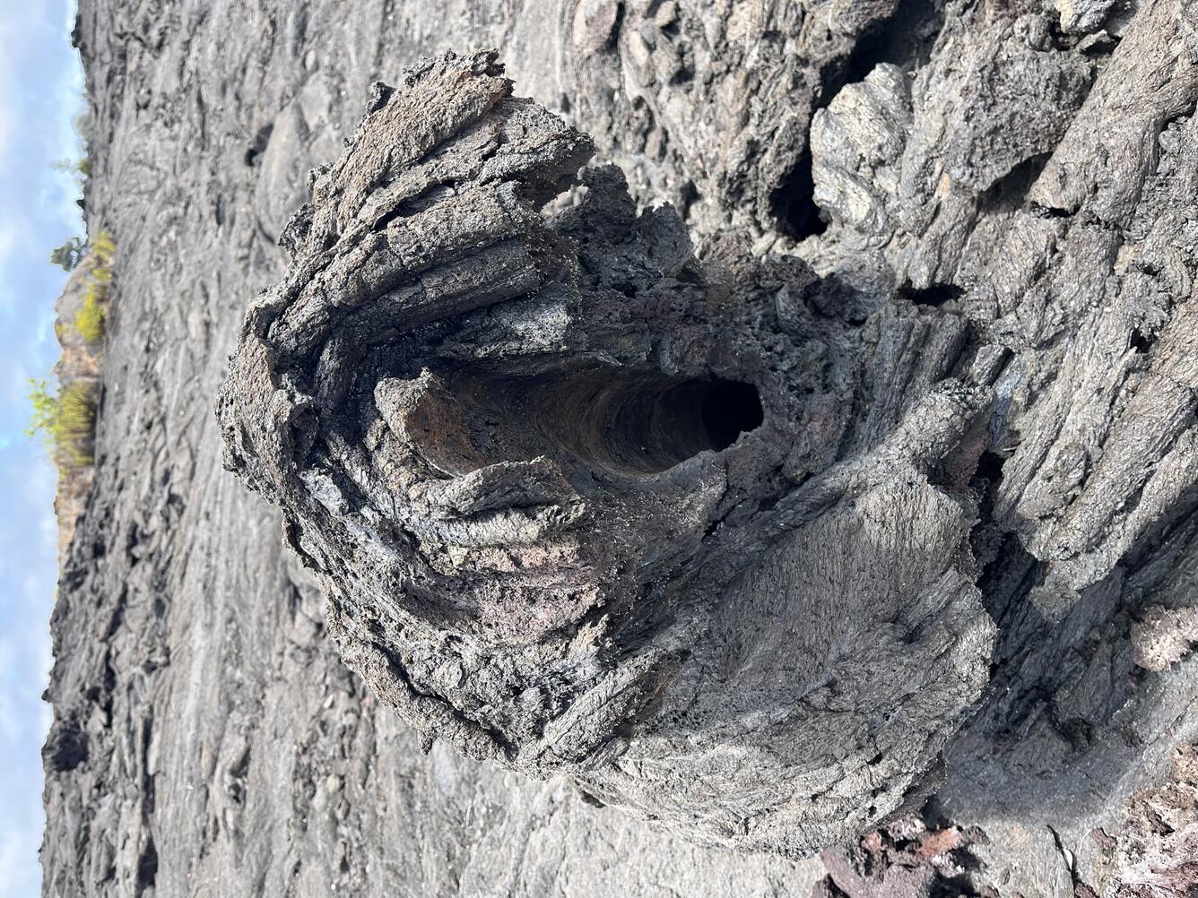 Color photograph of lava tree