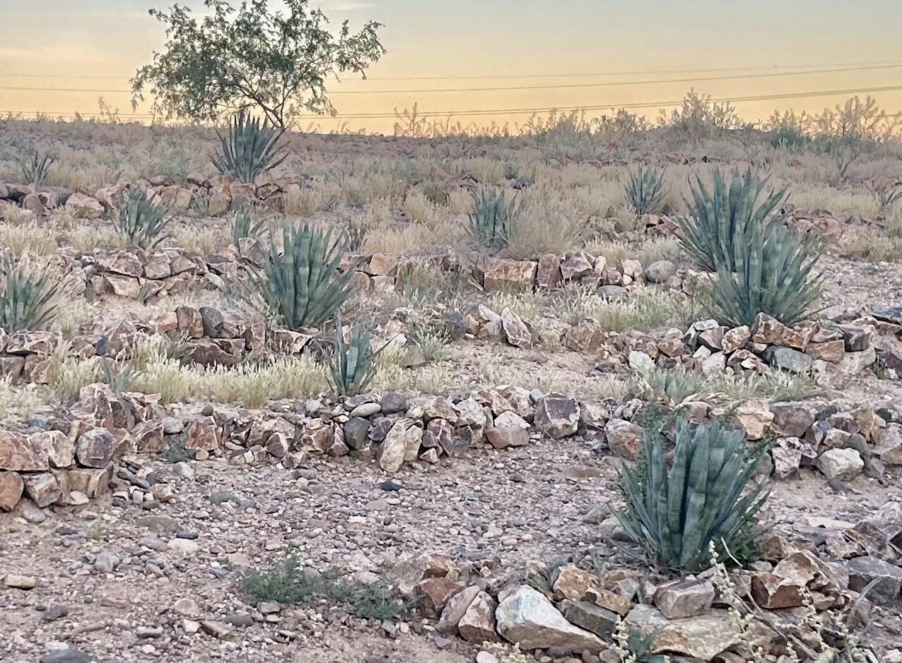 Picture of rock piles and agave plants