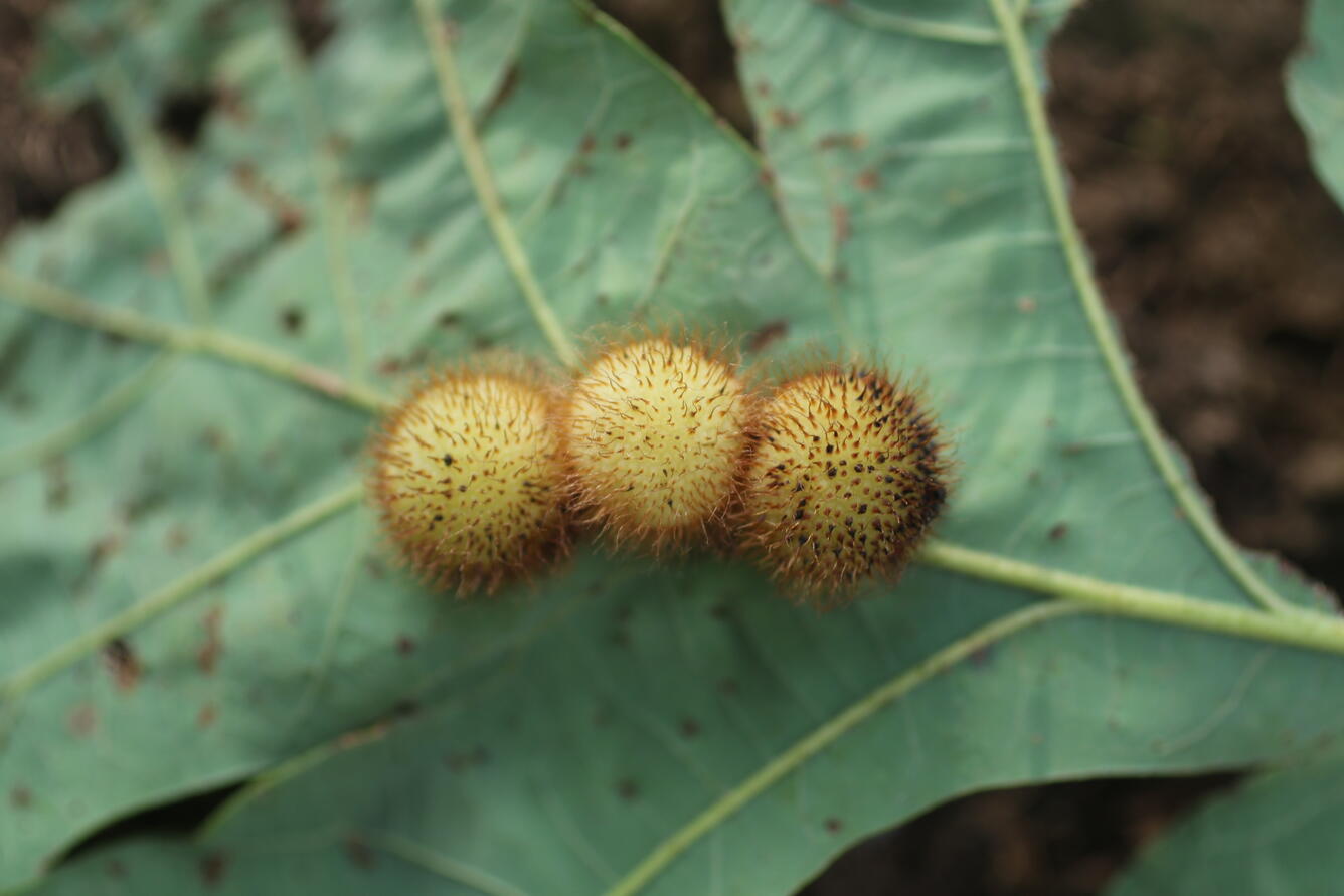 three spiny yellow balls attached to the underside of an oak tree leaf