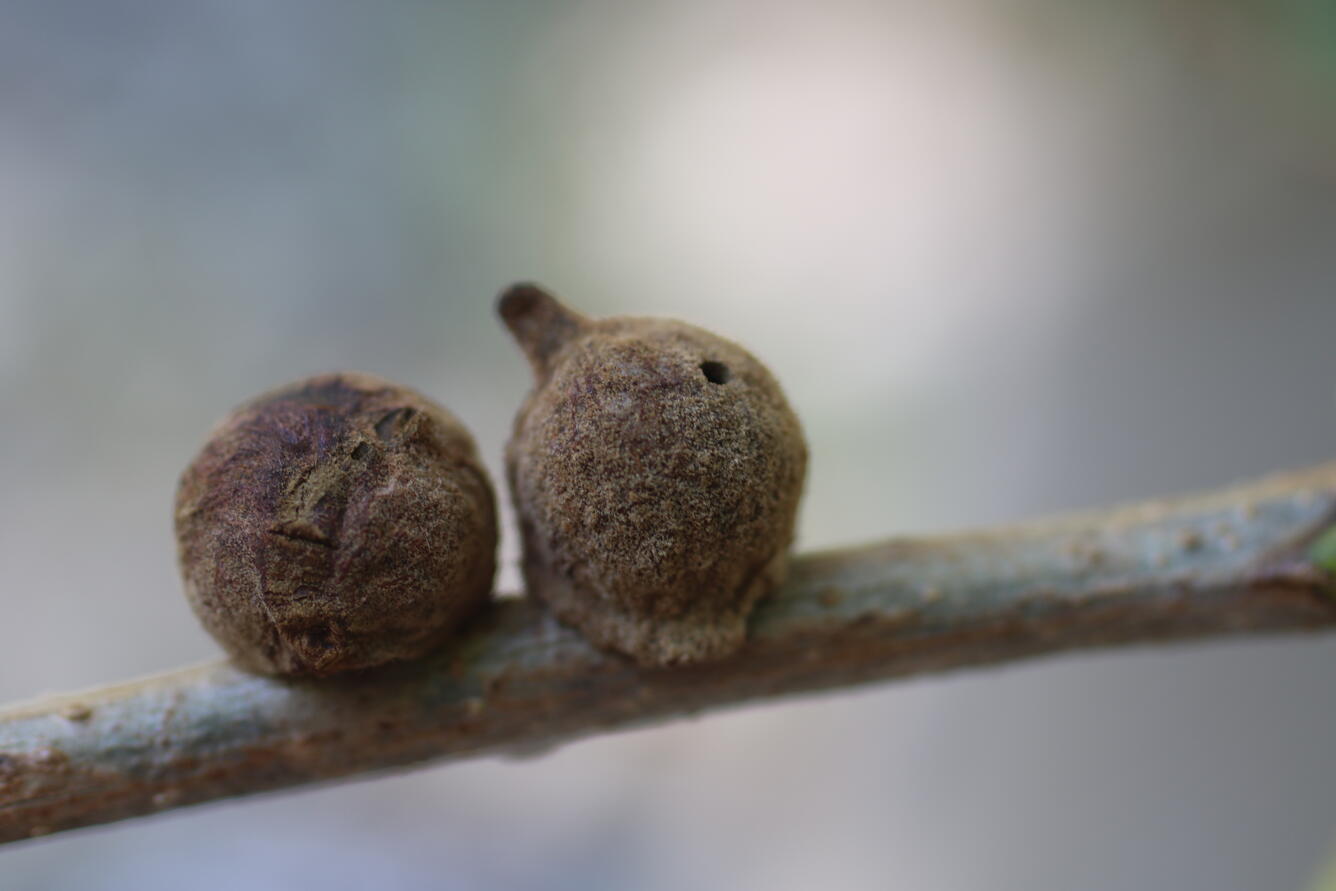 two brown balls growing on top of a stem